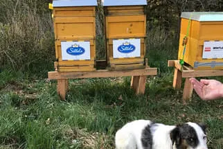 Bienenjahr '18 Bild 176