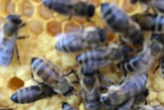 Bienenjahr '18 Bild 253
