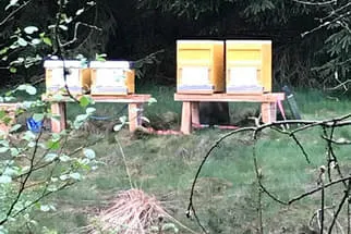 Bienenjahr '18