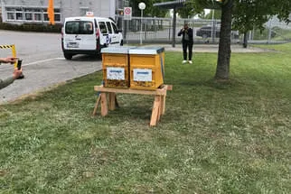 Bienenjahr '18 Bild 55