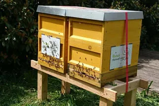 Bienenjahr '18 Bild 33