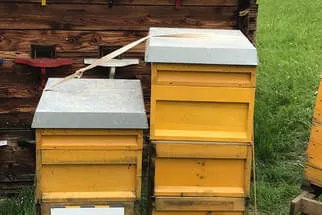 Bienenjahr '18 Bild 171