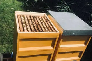Bienenjahr '18 Bild 124
