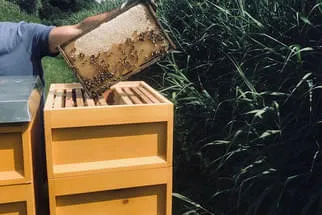 Bienenjahr '18 Bild 125