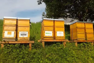 Bienenjahr '18 Bild 157