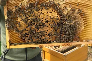 Bäckerei Staib Bild 7