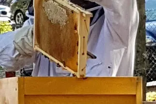 So arbeitet der Imker  Bild 54