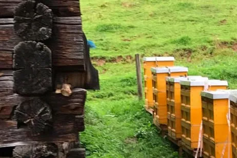 Dr.-Rauscher-investiert-in-Bienen